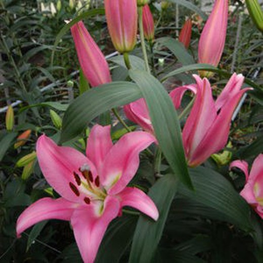 Lillium Oriental Tablezone