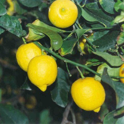 Lemon 4 Seasons Eureka MPS