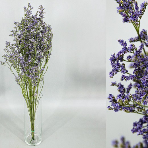 Limonium préservé