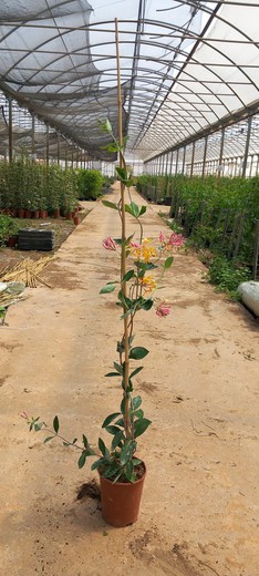 Lonicera Periclymenum Serotina (Bicolor) Tubo