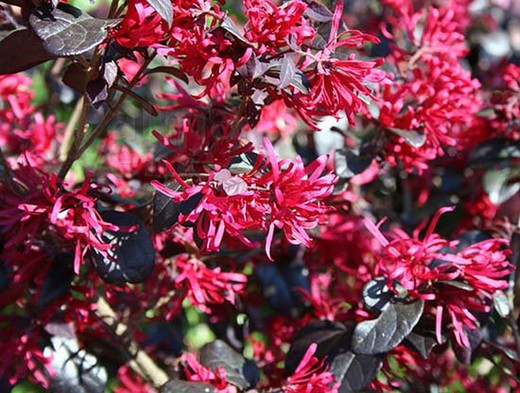 Loropetalum Pérola Negra