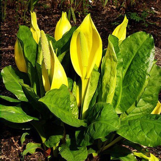 Lysichiton Americanus