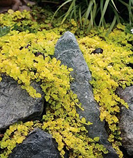 Lysimachia Nummularia