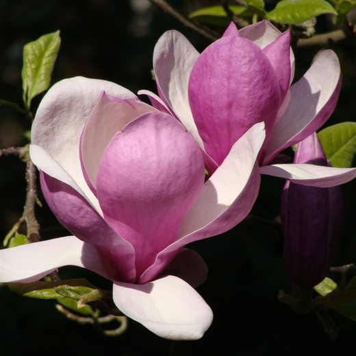 Magnolia de Soulange