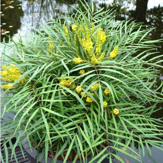 Mahonia eurybracteata 'Douce caresse'©