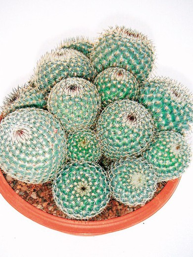 Mammillaria Albilanata