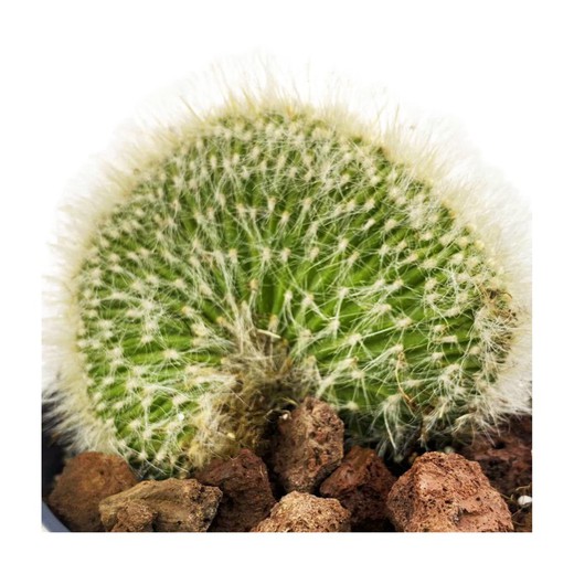 Mammillaria Geminispina com crista