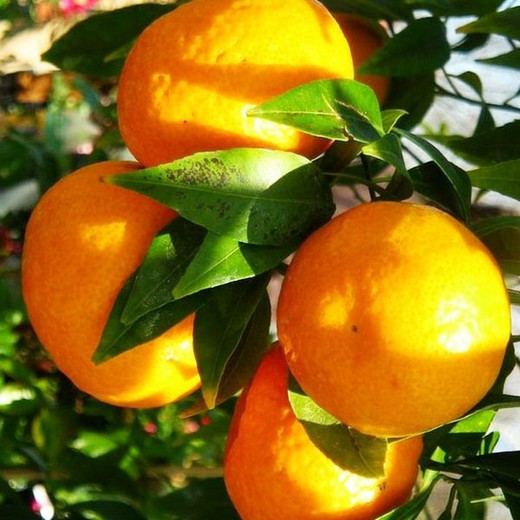 Mandarina clementina MPS
