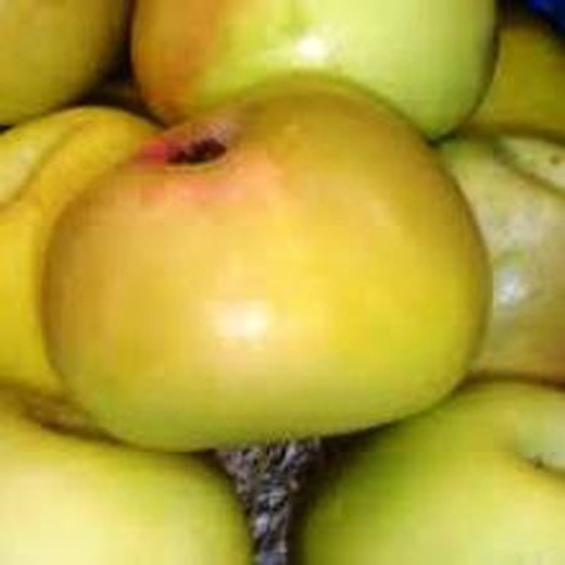Donzela de maçãs verdes