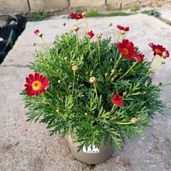 Margaridas coloridas — Flores Frescas Online