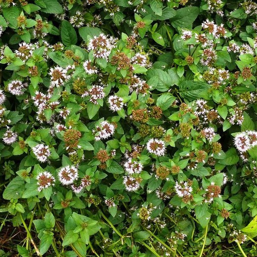 Menta Aquàtica