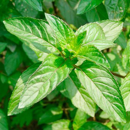 Menta Fruta 30 gr