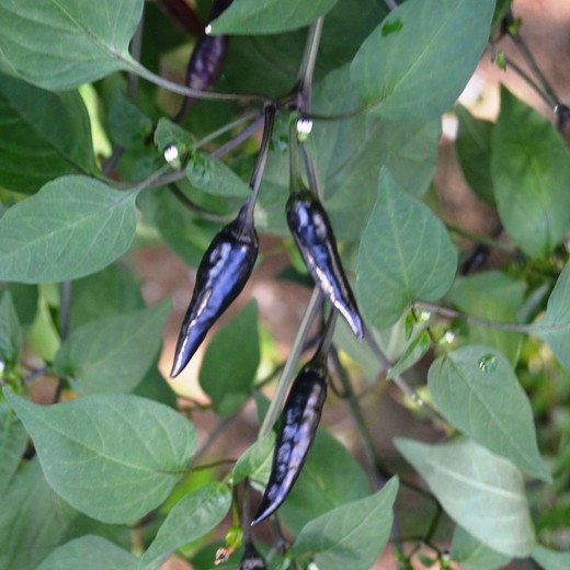 Semillas Chile Cayena Púrpura
