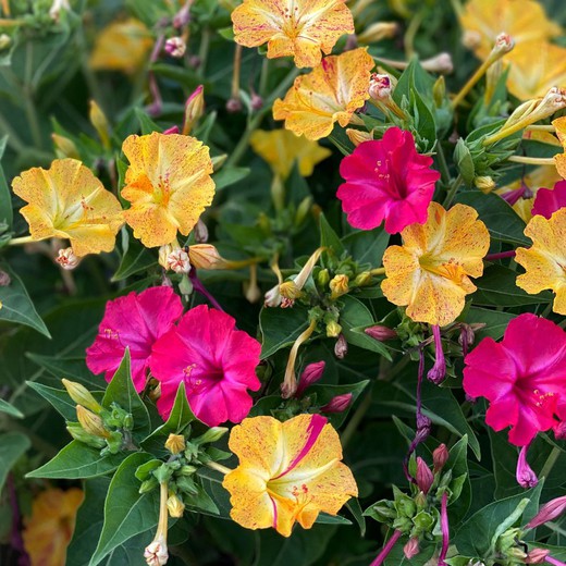 Mirabilis Jalapa, Don Diego à Noite, Caixa 10 unidades.