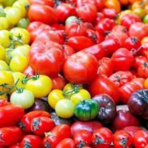 Mix Plantel Tomates