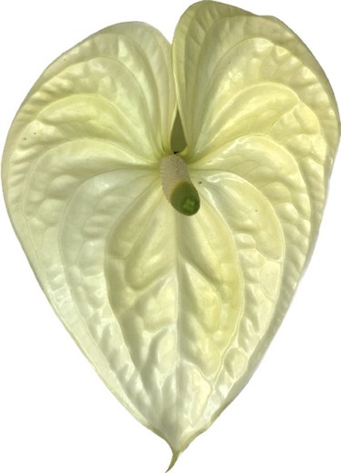 Moments Anthurium