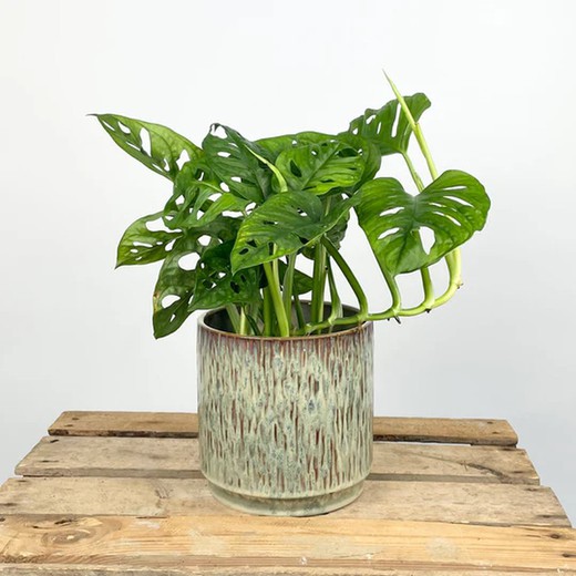 Folhas de Macaco Monstera Andansonii