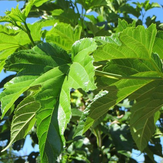 Morus Alba Fruitless, Morera blanca sense fruits