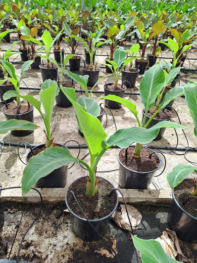 Musa Lasiocarpa (Maceta Color)