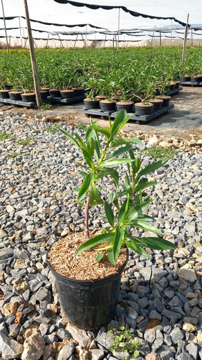 Myoporum (Antocherchis)