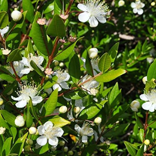 Myrtus communis