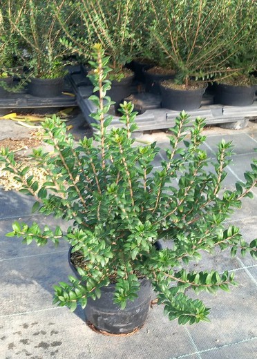 Myrtus Tarentina