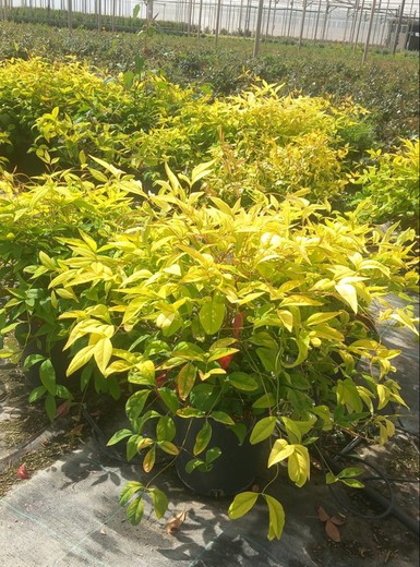 Nandina Domestica