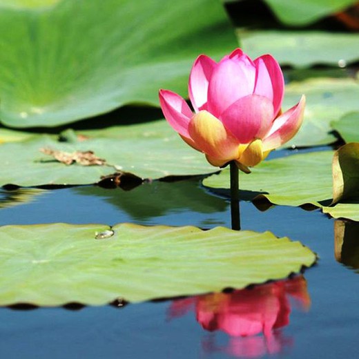 Nelumbo Nucifera Rizoma Flor de Loto