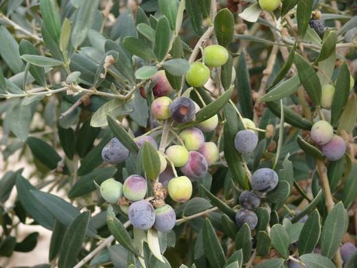 Olea Europeia (Azeitona) Prebonsai (Terrina)