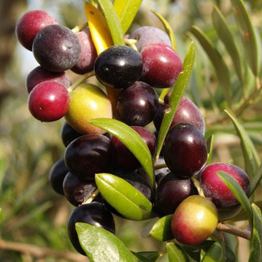 Olivo Arbequina