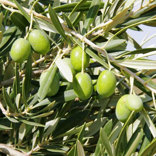 Gordal Sevillana Olive