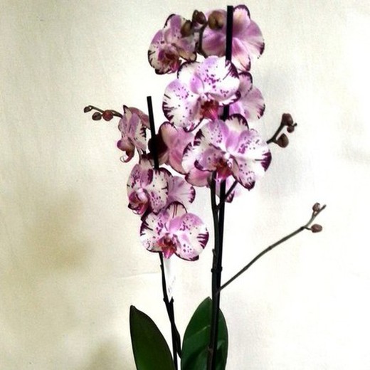 Phalaenopsis orquídea vaso de flores em cerâmica