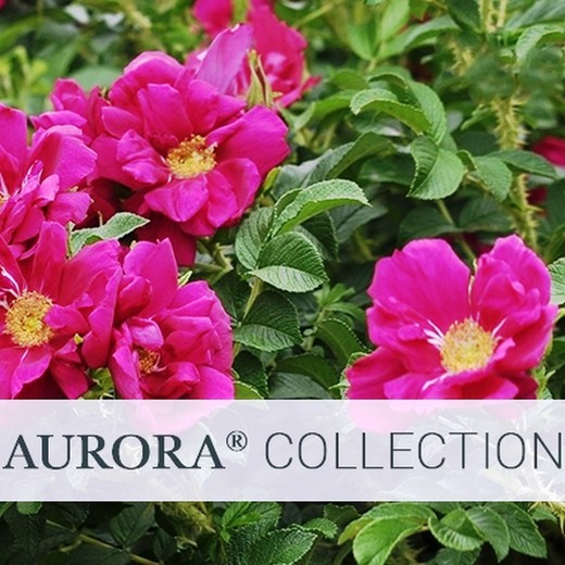 Pacote de Coleção Aurora Roses
