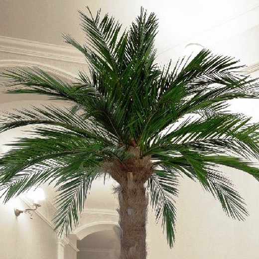 Palmera Phoenix Preservada