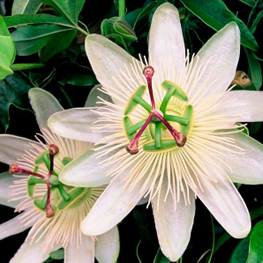 Passiflora Snow Queen® Tutor