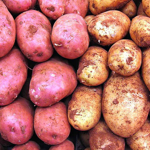 Patatas para siembra 10 Kg