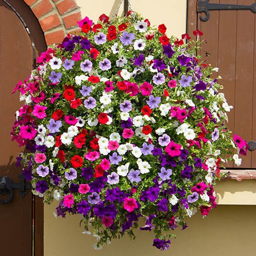 Petunias Colgantes Surfinias Caja 10 uds.