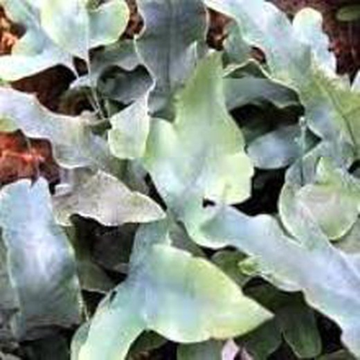 Phlebodium Aureum Blue Star