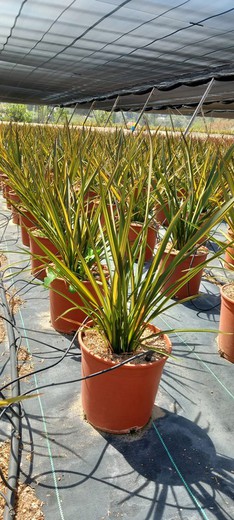 Phormium Apricot Queen