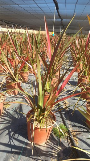 Phormium Austral Jester