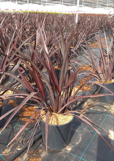 Phormium Black Adder