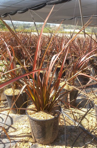 Phormium Pink Panther