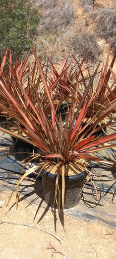 Phormium Rainbow Sunrise