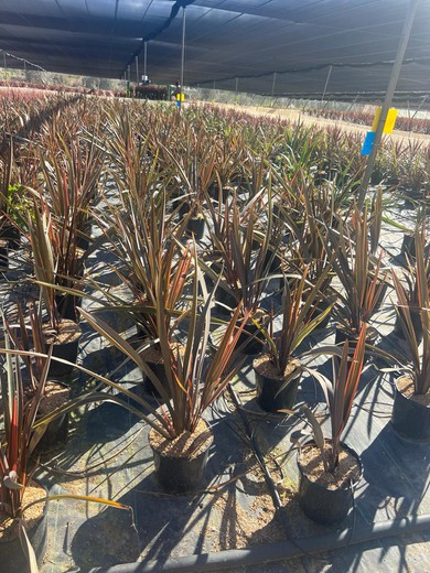 Phormium Tenax Sundowner