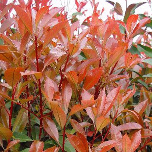 Photinia Fraseri