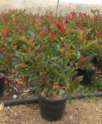 Photinia Fraseri (Dynamo Red)