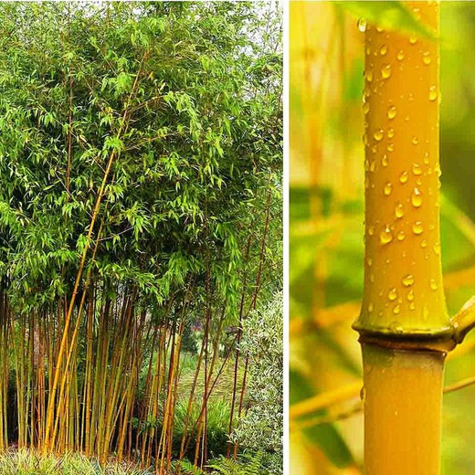 Phyllostachys aureosulcata « Aureocaulis »