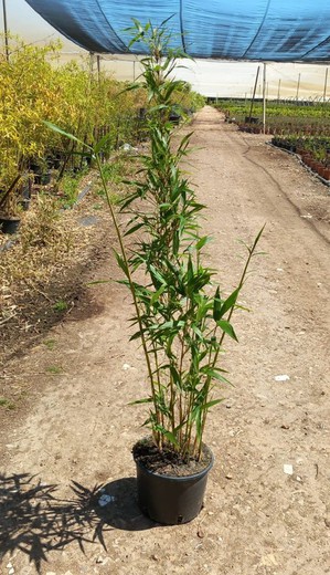 Phyllostachys Viridis (Bambú Viridis)