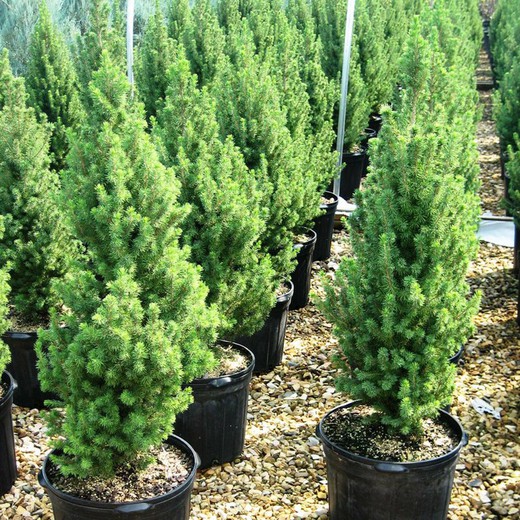 Picea Glauca Cònica