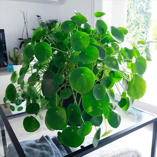 Pilea Peperomiodes